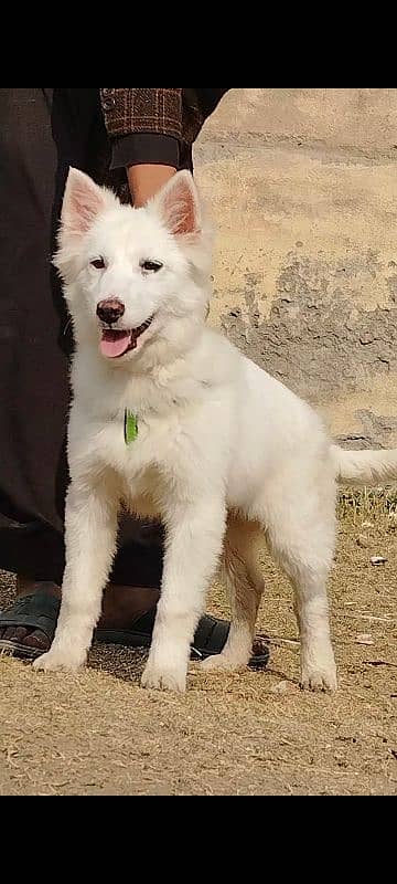 white shefard male age 4 month old for sale 1