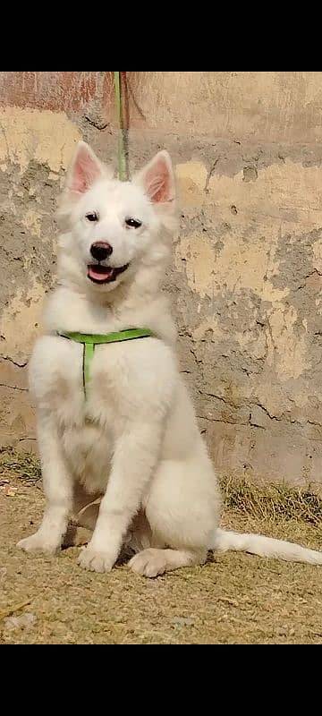 white shefard male age 4 month old for sale 2