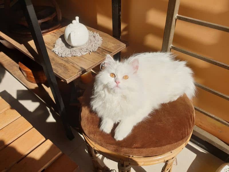 2.5 month old white triple coated male cat 0