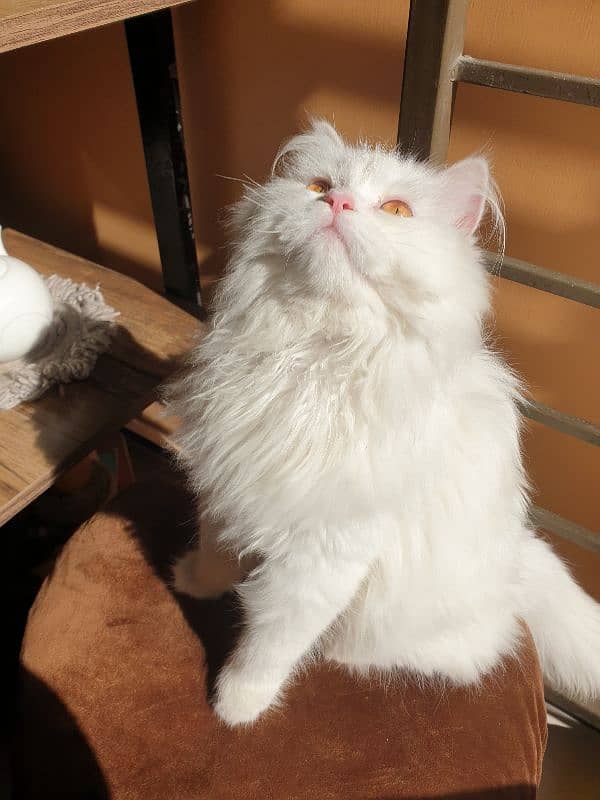 2.5 month old white triple coated male cat 3