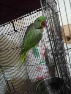 Raw breeder pair/green raw/talking parrot