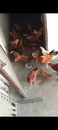 Desi hens pair for Sale