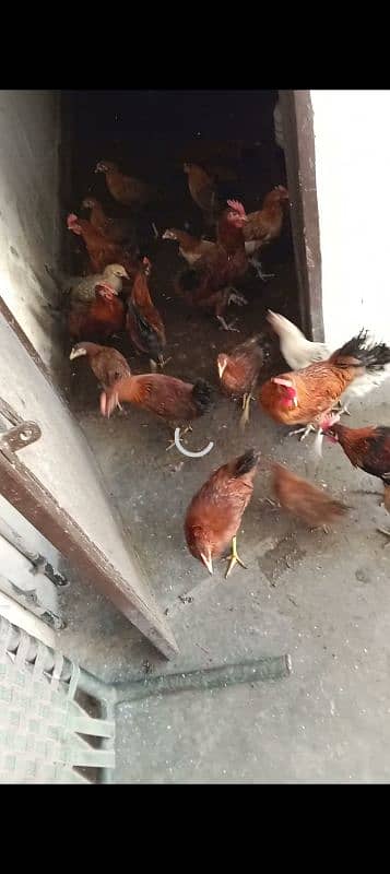 Desi hens pair for Sale 0