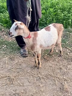 Teddy Female White Eyes Mundi Gabban Tayyar