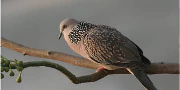 Spotted dove