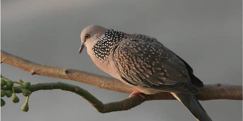 Spotted dove 0