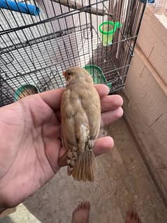 Exibition zebra Finch