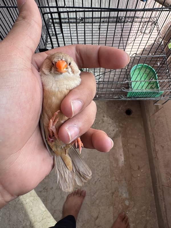 Exibition zebra Finch 1