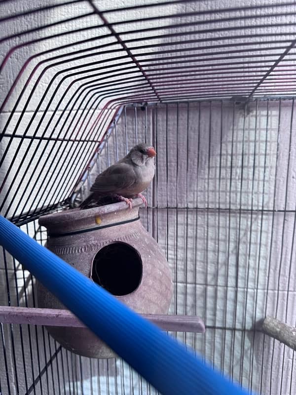 Exibition zebra Finch 9