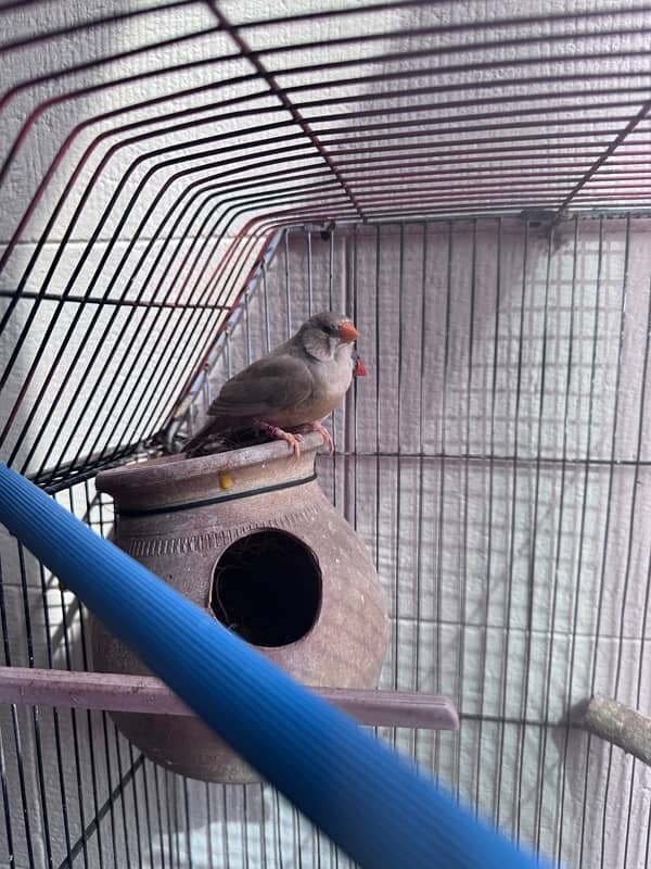 Exibition zebra Finch 11