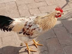 Golden Misri Hen/Cock (Male)