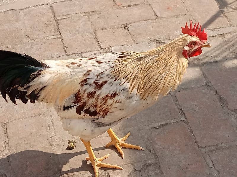 Golden Misri Hen/Cock (Male) 0