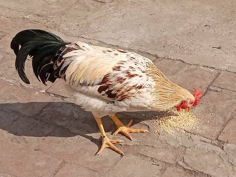 Golden Misri Hen/Cock (Male) 1