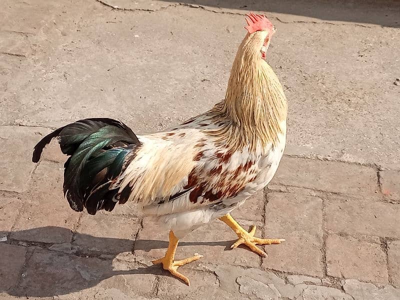 Golden Misri Hen/Cock (Male) 2