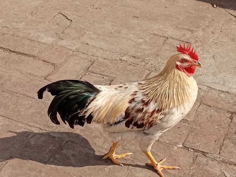 Golden Misri Hen/Cock (Male) 3