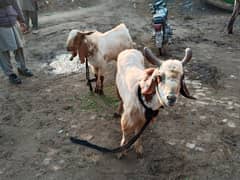 These goats for sale 03=09=99=16=76=0 only series person contect me