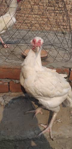 paper white hera aseel hen female