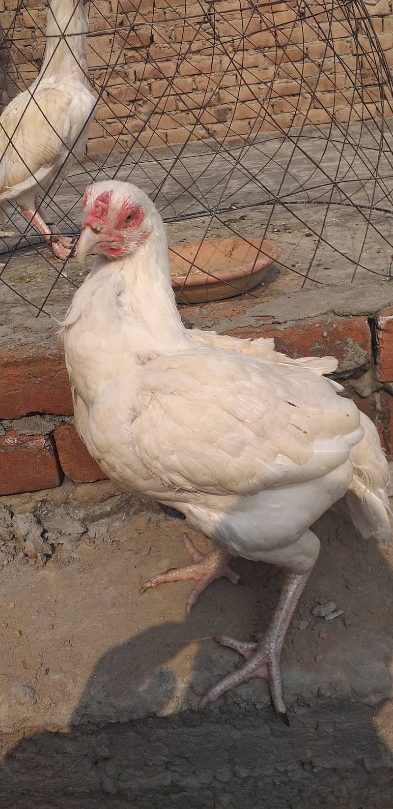 paper white hera aseel hen female 1