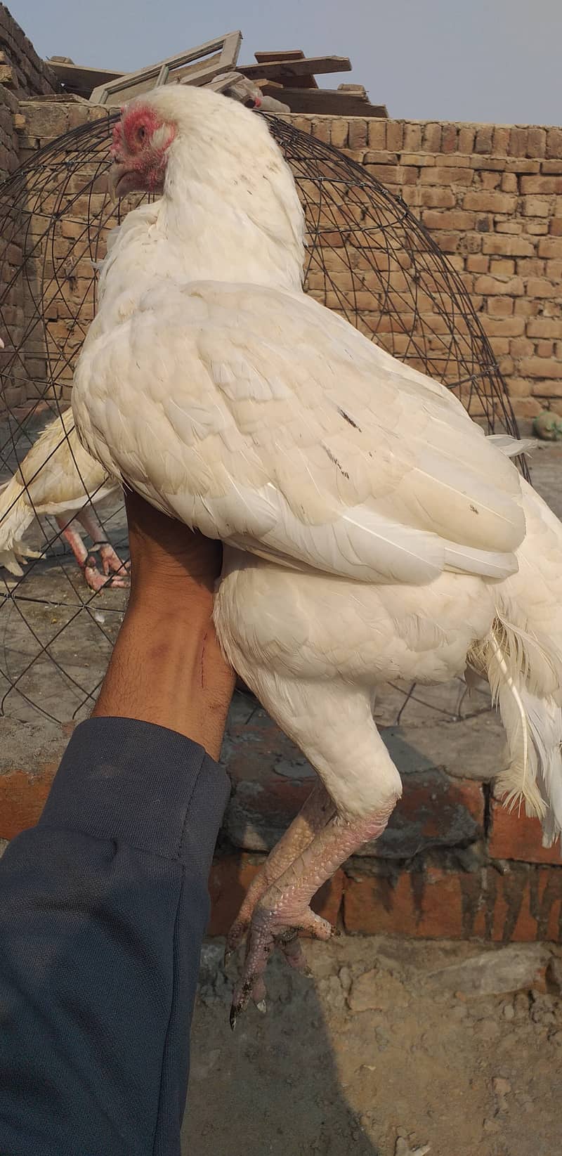 paper white hera aseel hen female 2