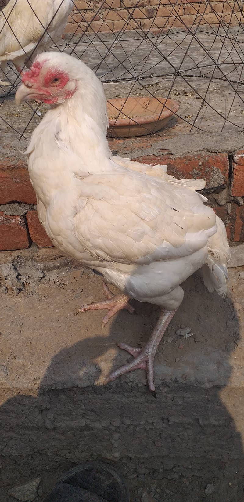 paper white hera aseel hen female 4