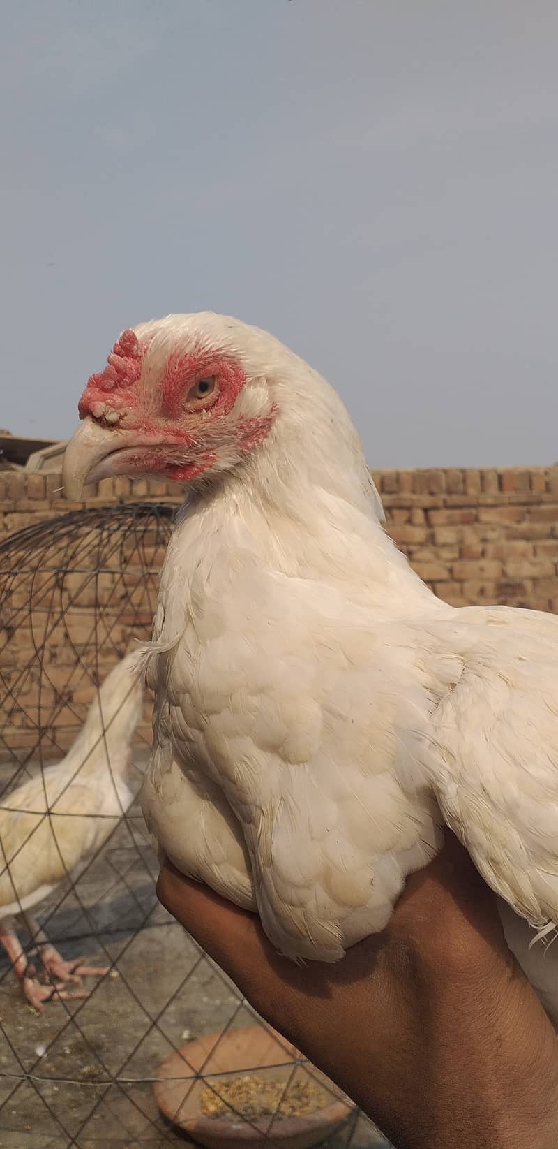 paper white hera aseel hen female 5