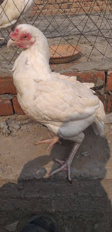 paper white hera aseel hen female 6