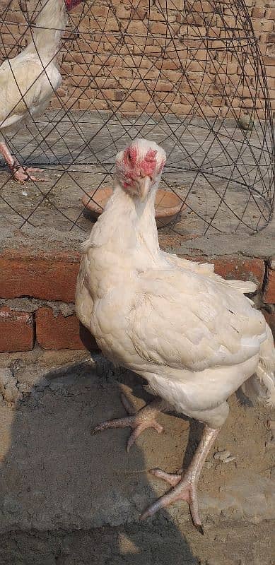 paper white hera aseel hen female 11