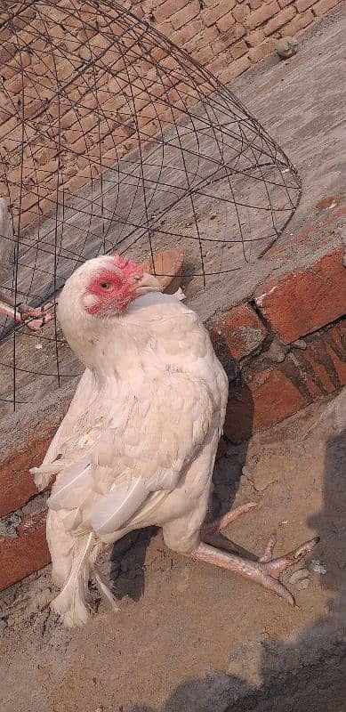 paper white hera aseel hen female 13