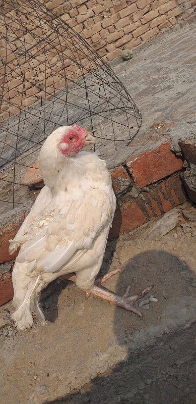 paper white hera aseel hen female 14