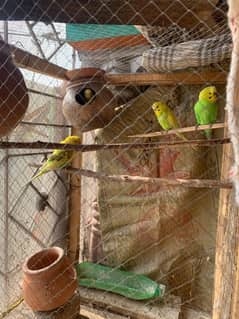 Australian Parrots