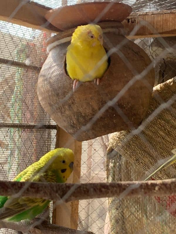 Australian Parrots 2