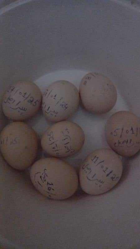 fresh home breed heera aeel pair eggs available for sale 0