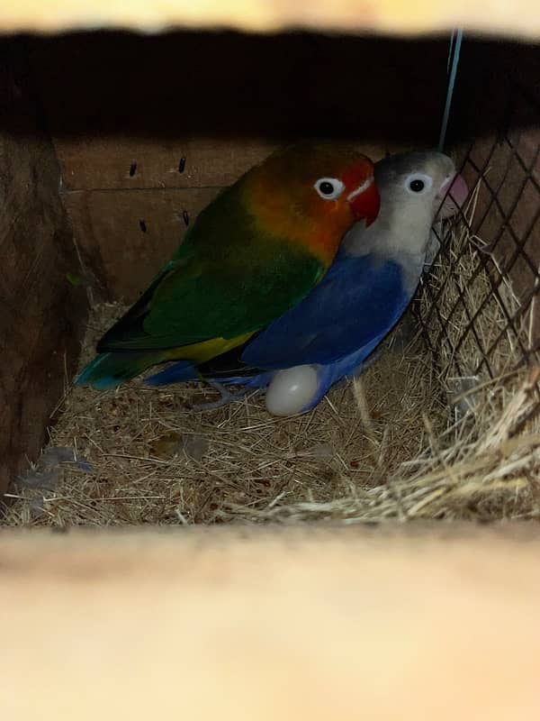 Love Birds Breeder Pairs Lutino Personata Green Fisher Voilet fisher 1