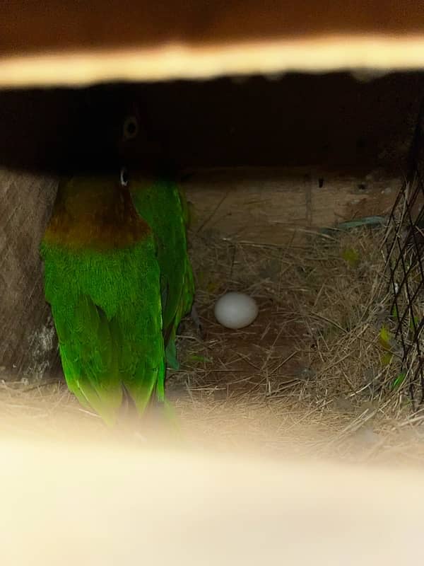 Love Birds Breeder Pairs Lutino Personata Green Fisher Voilet fisher 2