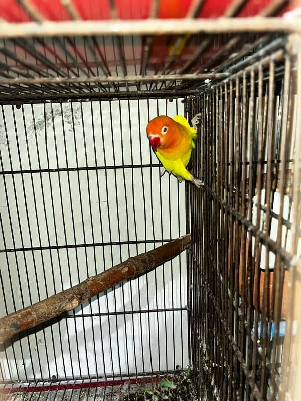 Love Birds Breeder Pairs Lutino Personata Green Fisher Voilet fisher 3