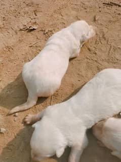 white German shepherd puppies