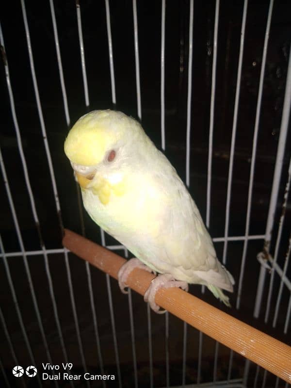 Budgies parrots For sale 0