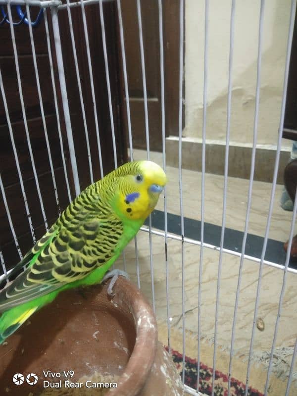 Budgies parrots For sale 1