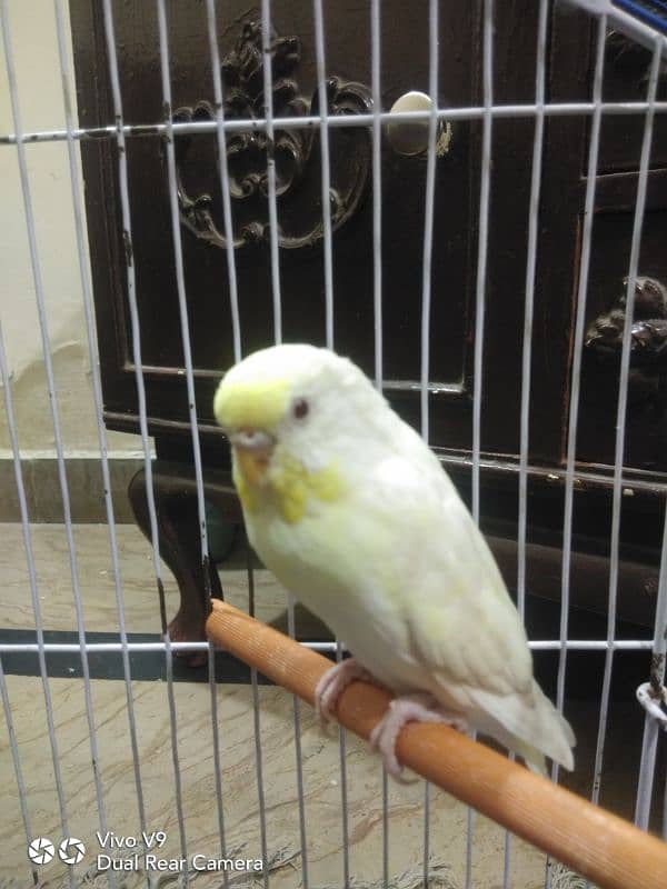 Budgies parrots For sale 2