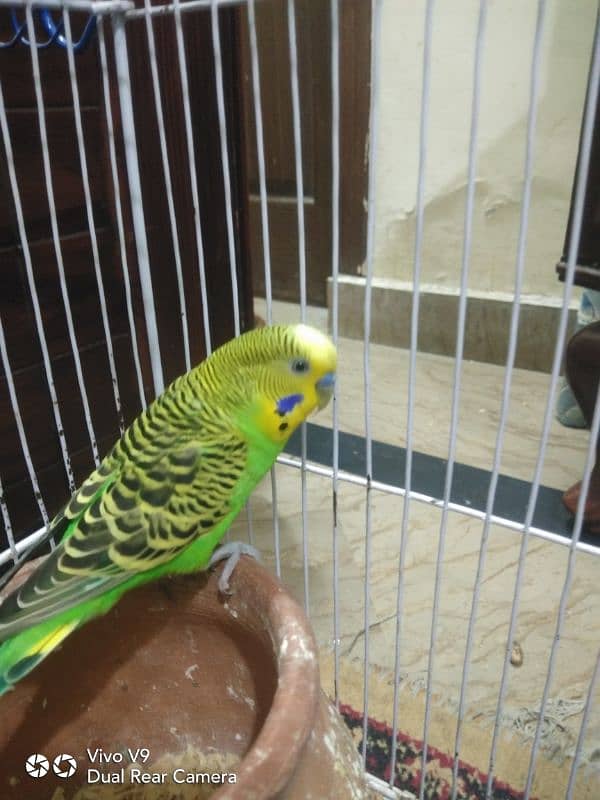 Budgies parrots For sale 3