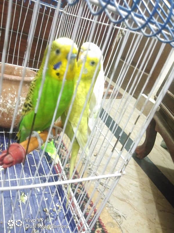 Budgies parrots For sale 4