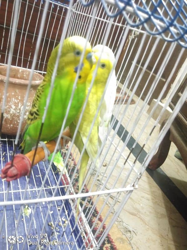 Budgies parrots For sale 5