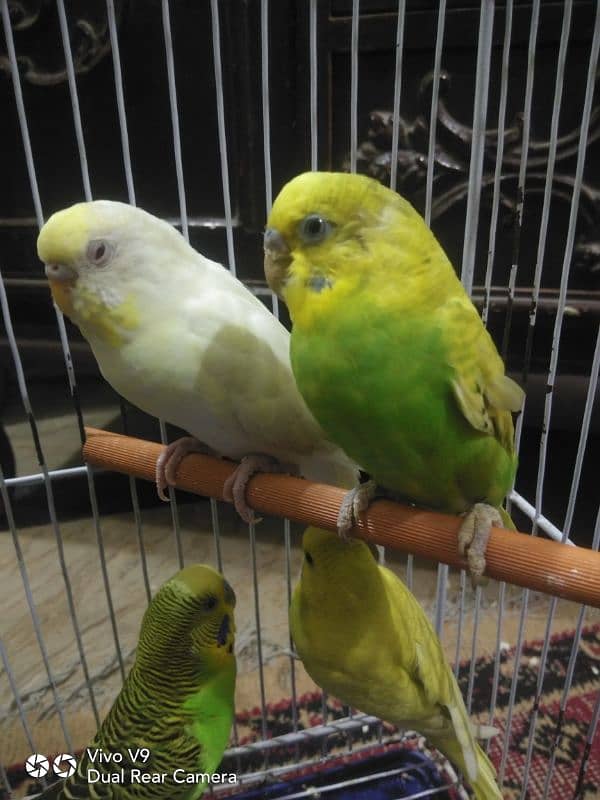 Budgies parrots For sale 6