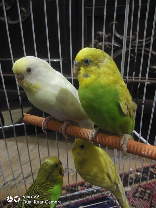 Budgies parrots For sale 7