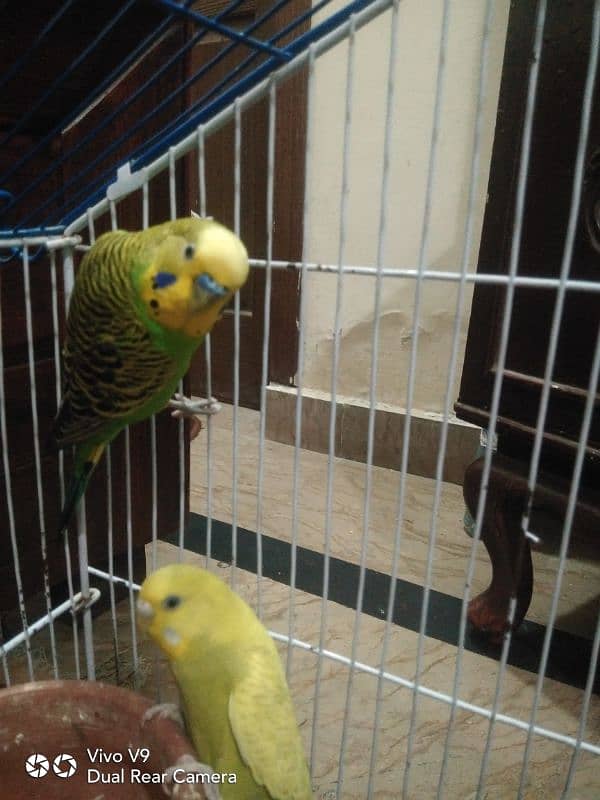 Budgies parrots For sale 8