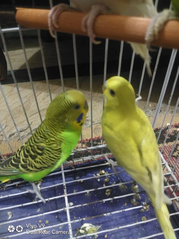 Budgies parrots For sale 9