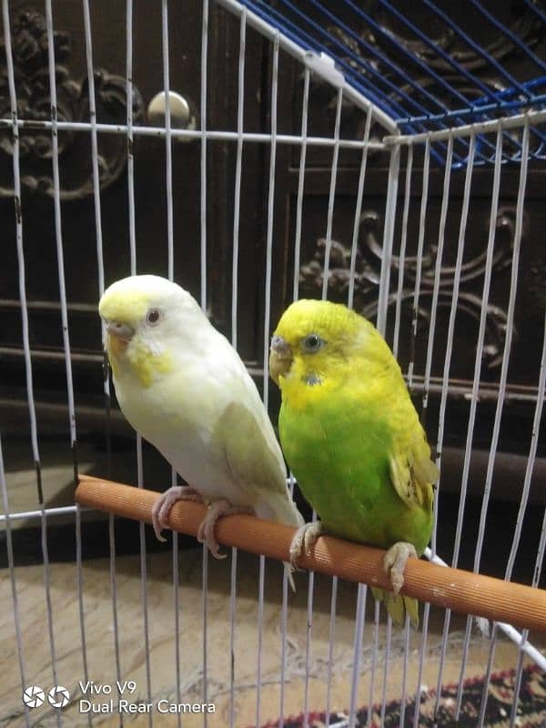 Budgies parrots For sale 10