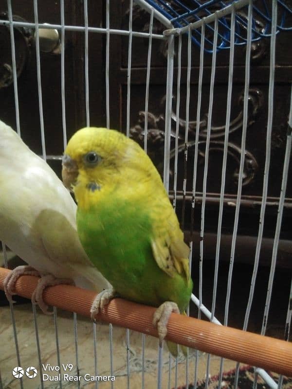 Budgies parrots For sale 11