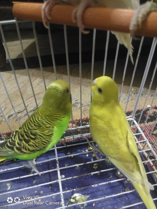 Budgies parrots For sale 12