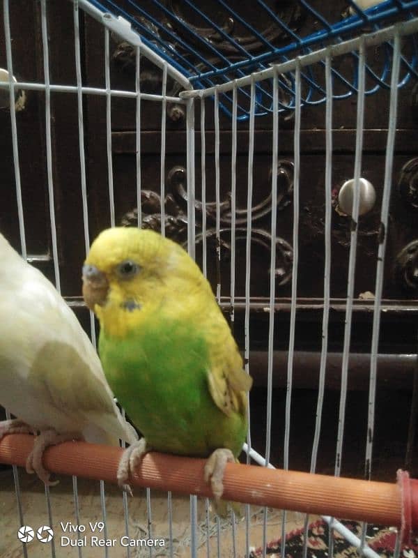 Budgies parrots For sale 13